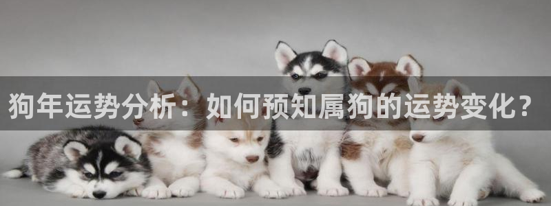 彩客网股份：狗年运势分析：如何预知属狗的运势变化？