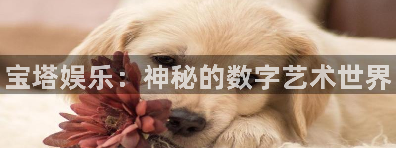 东莞市彩客网电子科技有限公司